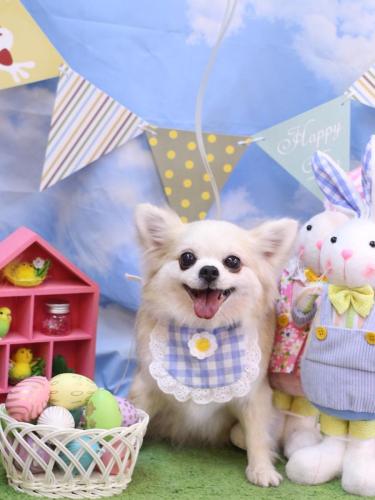 20240321クッキーくん